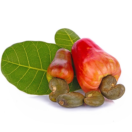 Pomme de cajou fraîche, récolte ivoirienne